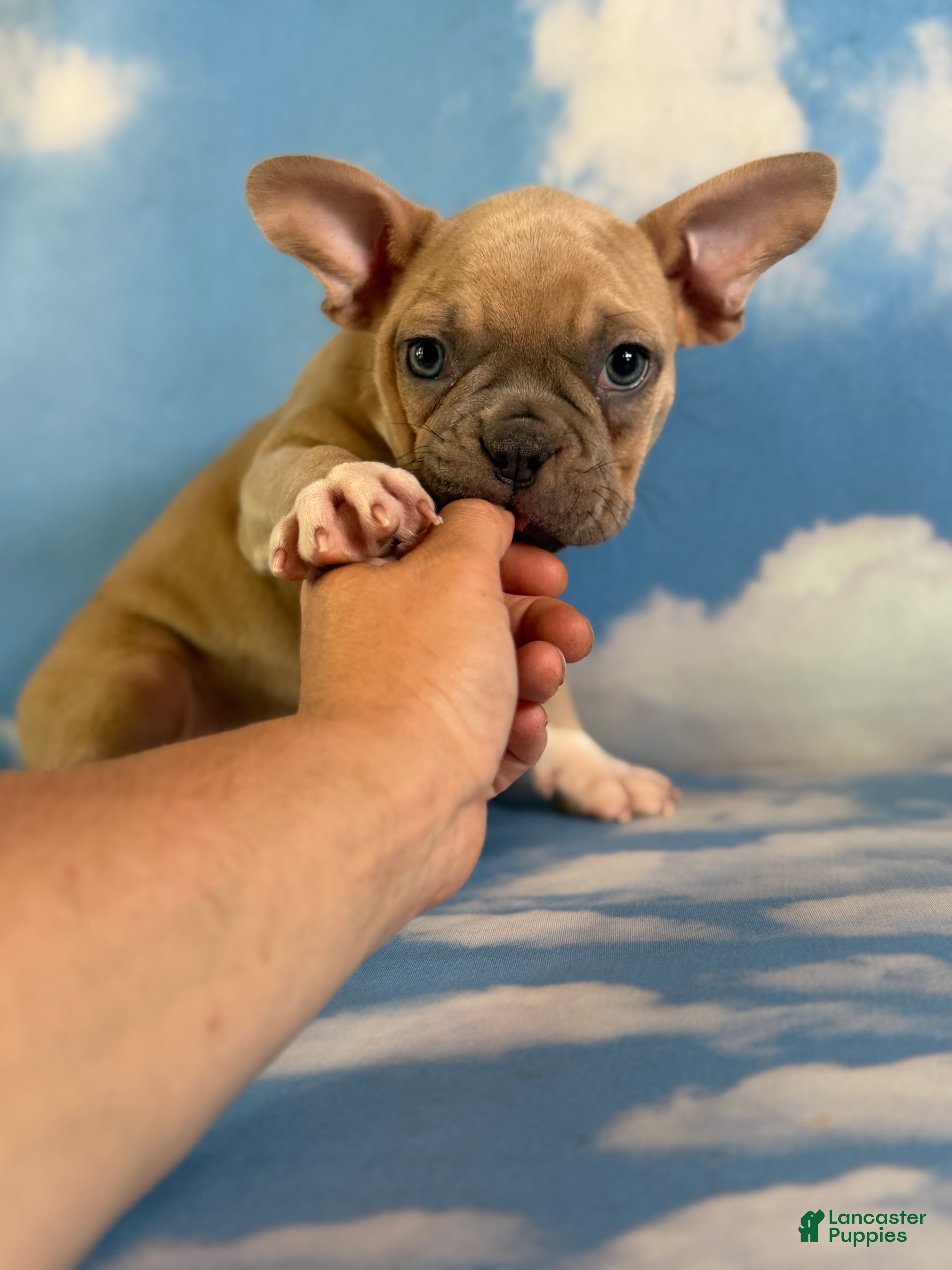 Frenchton dogs Luigi - Ad 2