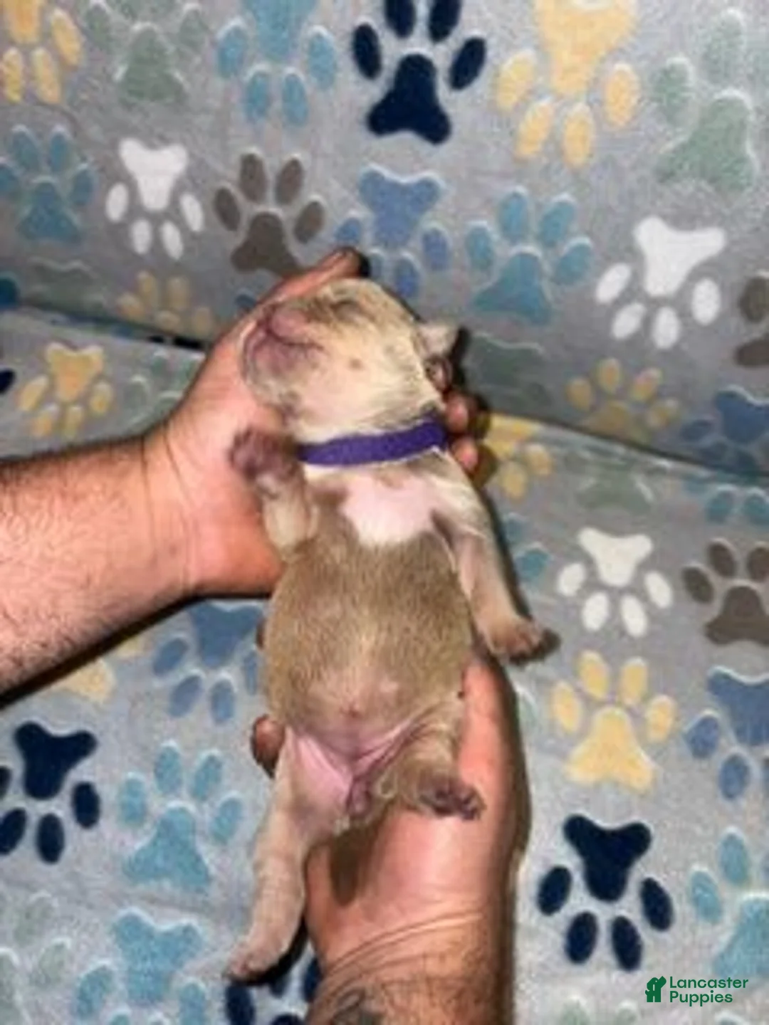American Bully dogs for sale: FEMALE PURPLE COLLAR - Ad 2