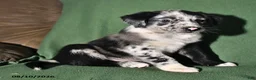 Mixed Breed dogs for sale: Benny - Ad 4
