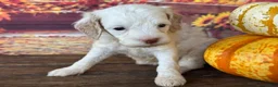 Cockapoo dogs for sale: Rosie - Ad 5