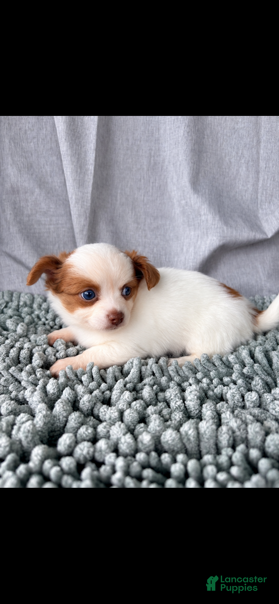 Chihuahua dogs Chocolate and white female  - Ad 2