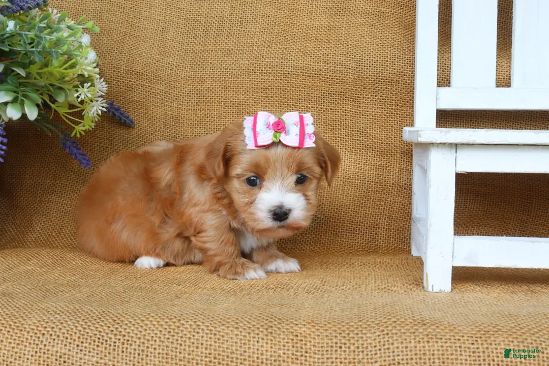 Havanese dogs for sale: Hannah - Ad 2