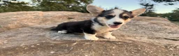 Welsh Corgi Pembroke dogs for sale: Annie - Ad 18