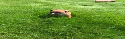 Boxer dogs for sale: Daisy Boxer Puppy 2 - Ad 2