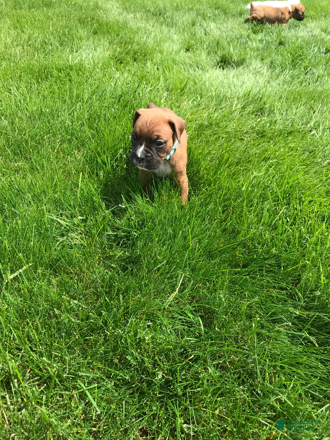 Boxer dogs for sale: Daisy Boxer Puppy 2 - Ad 2