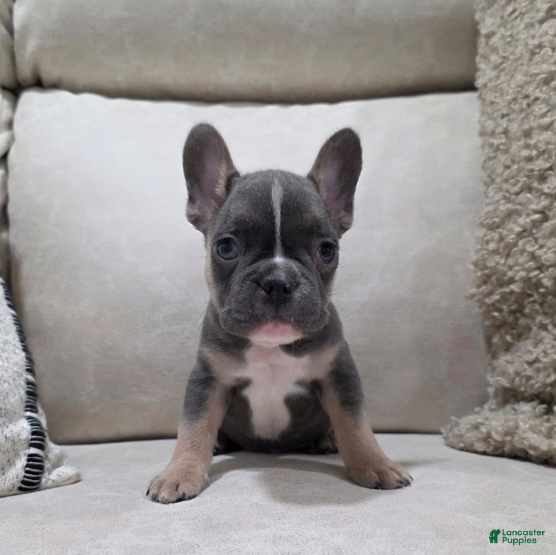 French Bulldog dogs Finn - Ad 8
