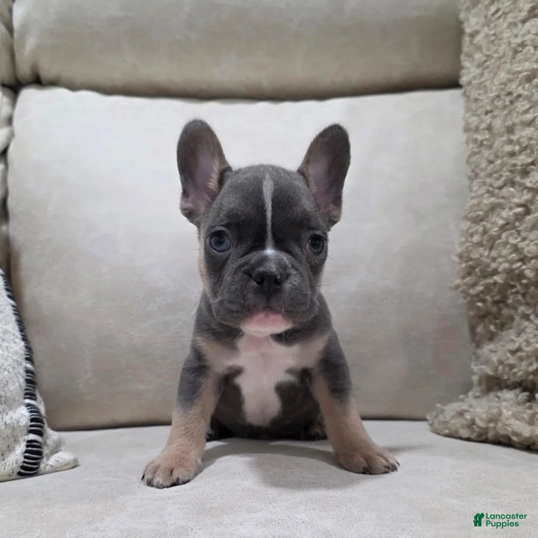 French Bulldog dogs for sale: Finn - Ad 1