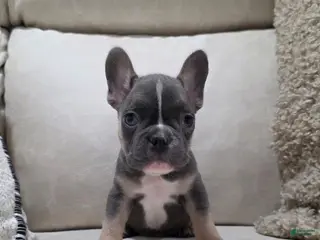 French Bulldog dogs Finn - Ad 8