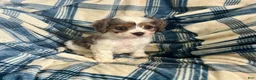 Cavapoo dogs for sale: Poppy Ray-Boy-Cavapoo  - Ad 5