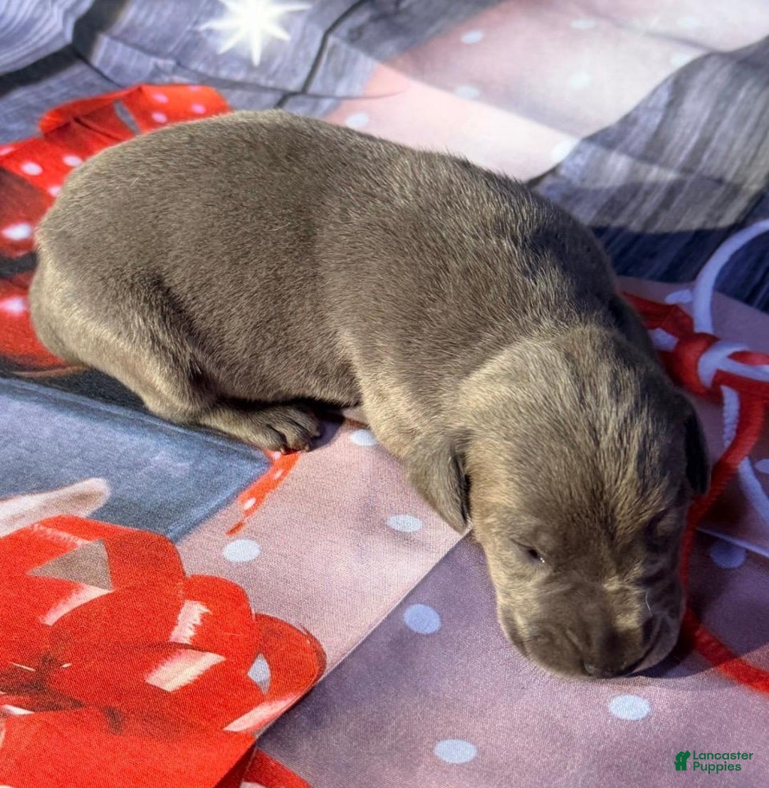 Great Dane dogs for sale: Victoria - Blue - Ad 1