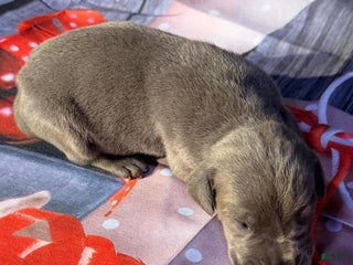 Great Dane dogs Victoria - Blue - Ad 12