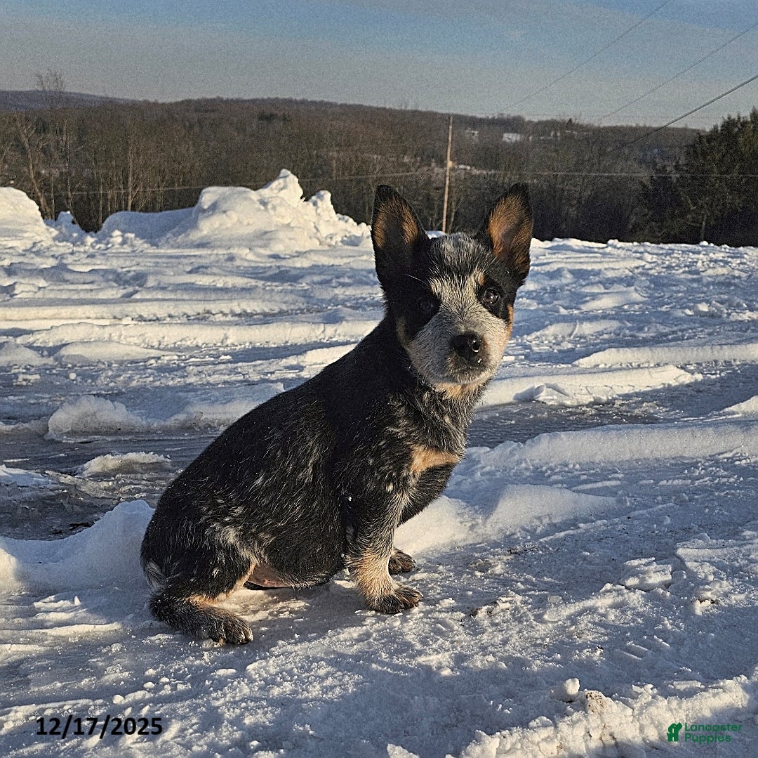 Australian Cattle Dog dogs for sale: Holly - Ad 2