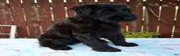 Giant Schnauzer dogs for sale: Lorraine - Ad 3