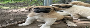 Anatolian Shepherd 2