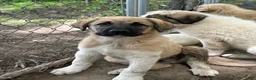 Anatolian Shepherd dogs for sale: Anatolian Shepherd 2 - Ad 1