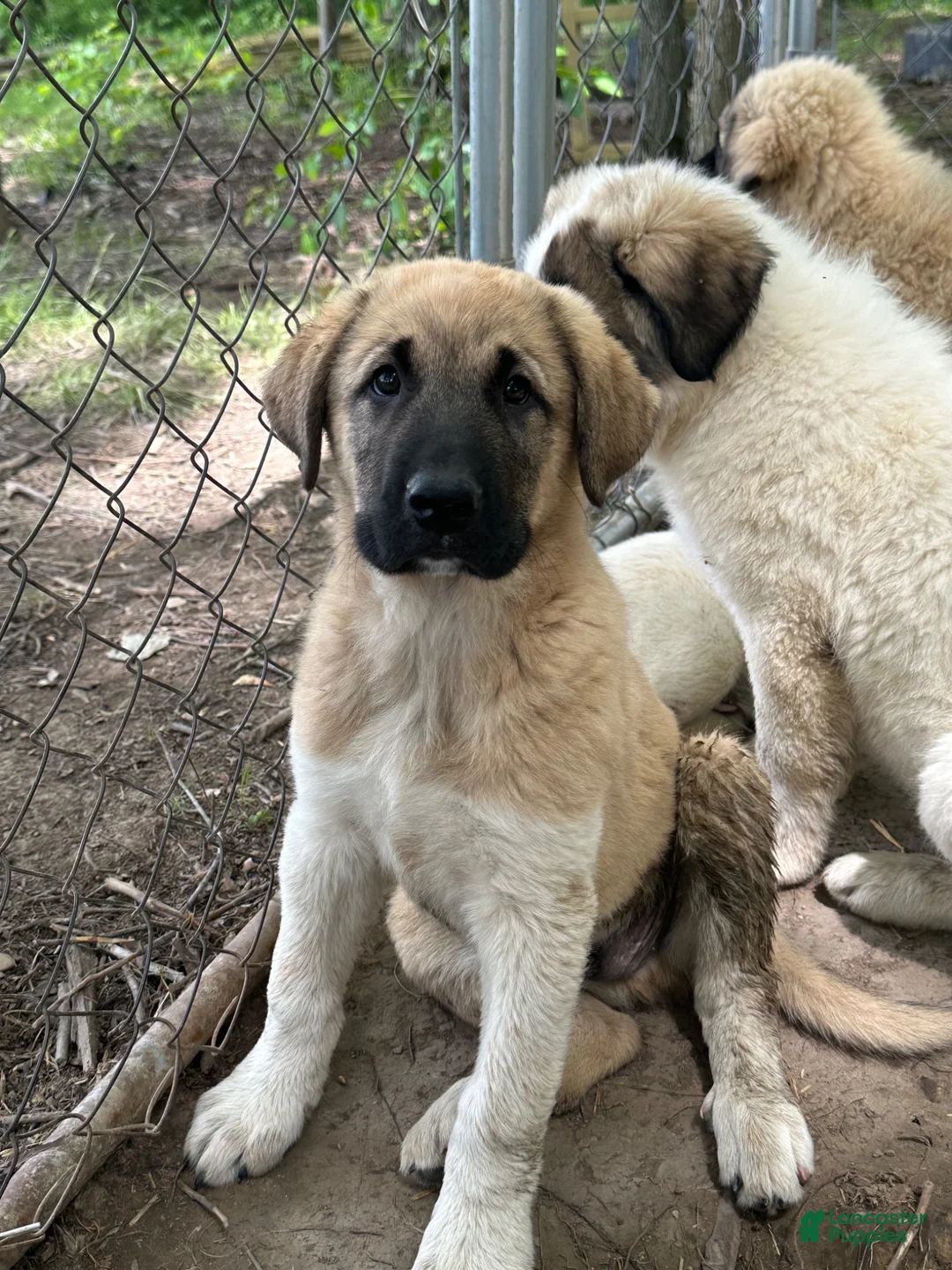 Anatolian Shepherd dogs for sale: Anatolian Shepherd 2 - Ad 1