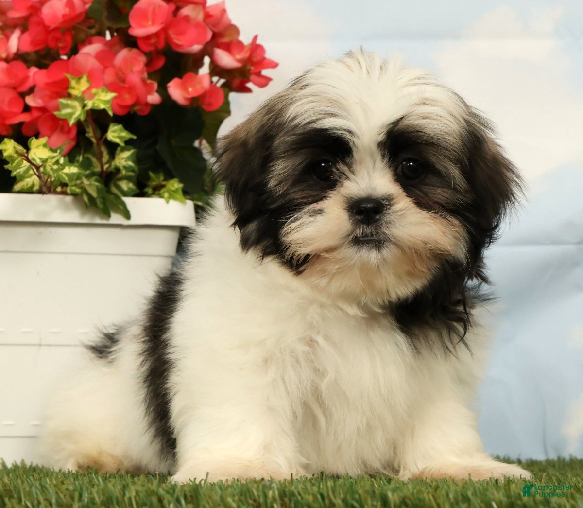 Shih Tzu dogs Luna - Ad 2
