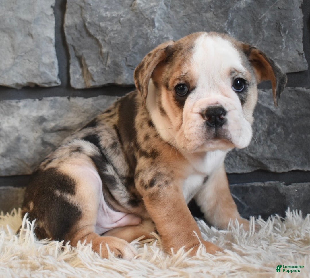 Mixed Breed dogs for sale: Bubba  - Ad 10