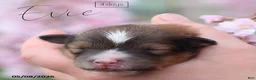 Shetland Sheepdog dogs for sale: Evie - Ad 3