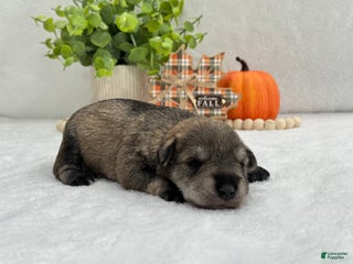 Miniature Schnauzer dogs - Ad 9