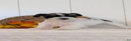 Miniature Schnauzer dogs for sale: Zeus - Ad 11