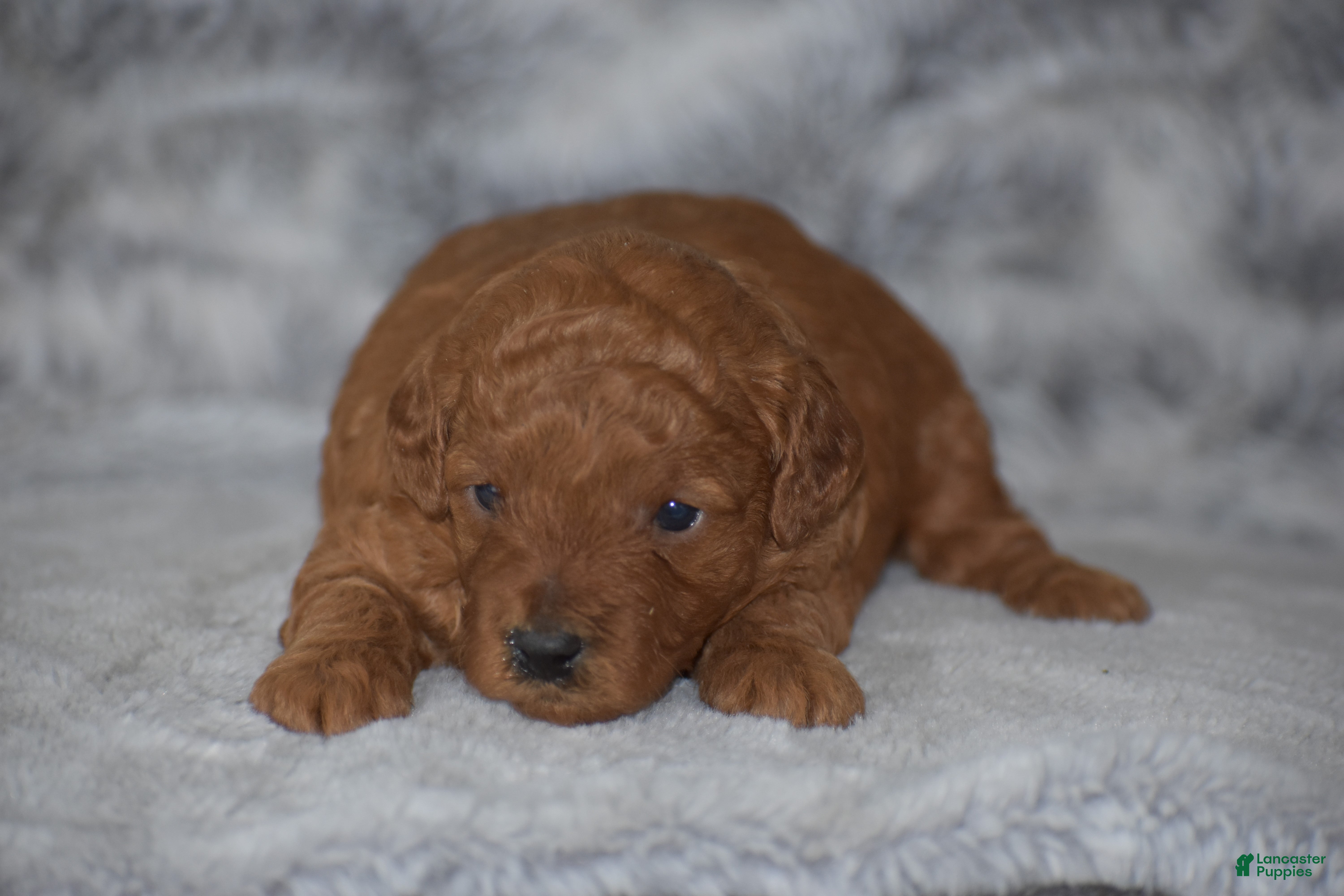 Miniature Poodle dogs Rosette - Ad 2