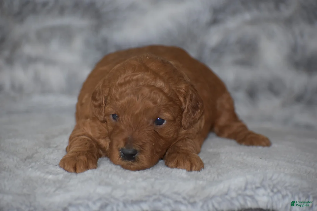 Miniature Poodle dogs for sale: Rosette - Ad 2