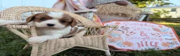 Cavalier King Charles Spaniel dogs for sale: Pickles - Ad 5