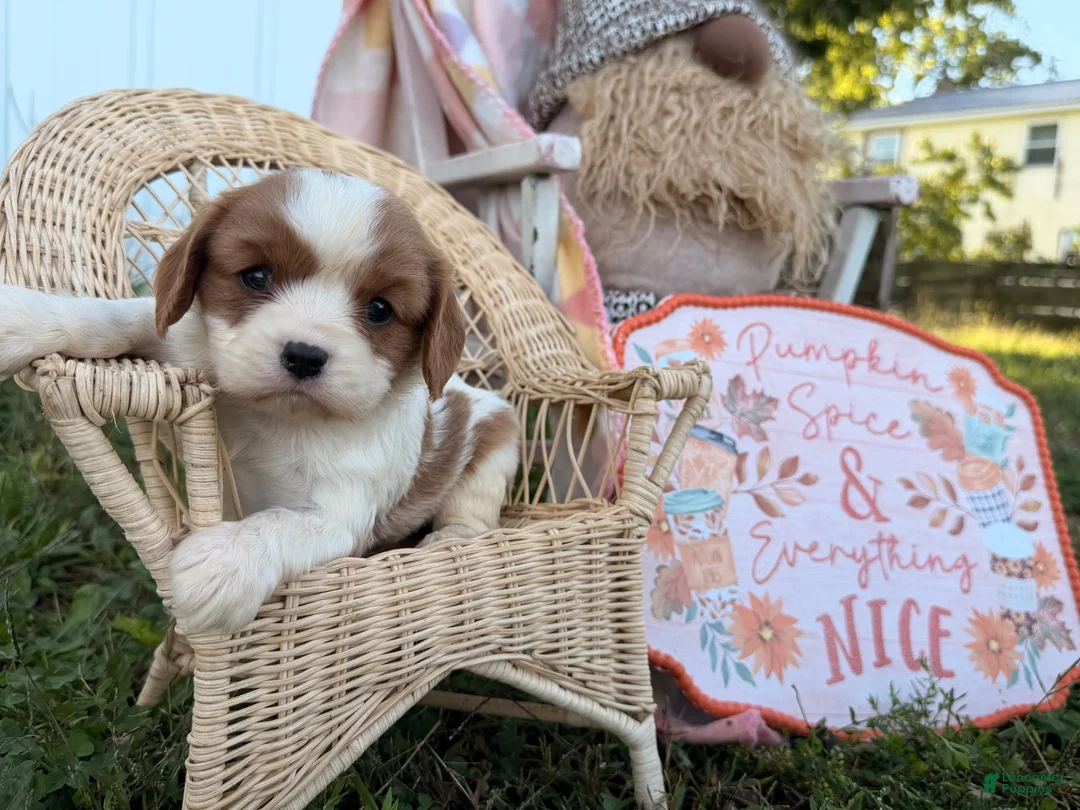 Cavalier King Charles Spaniel dogs for sale: Pickles - Ad 5