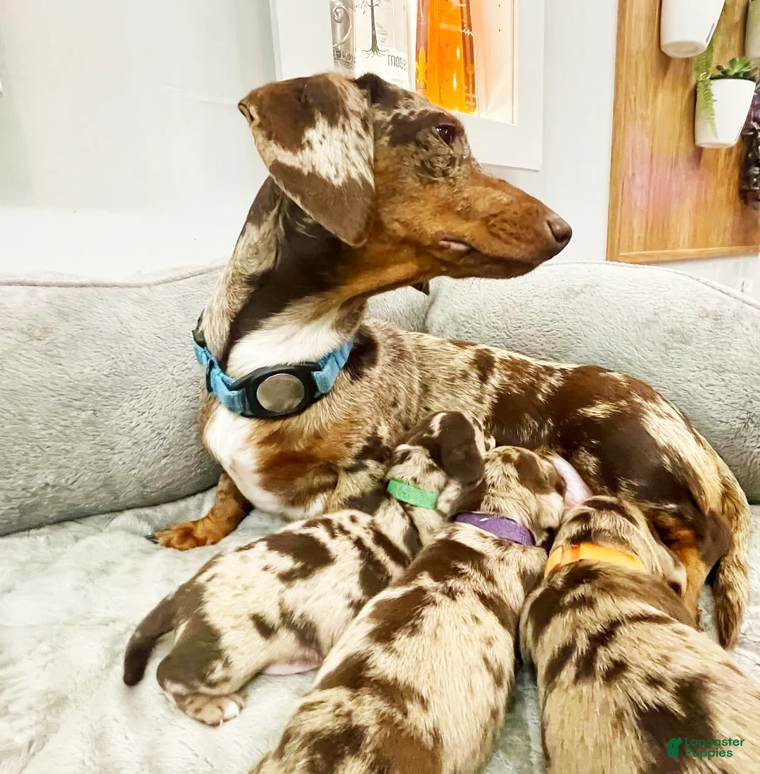 Miniature Dachshund dogs for sale: Miniature Dachshund Maisie [DNA Proof] - Ad 4
