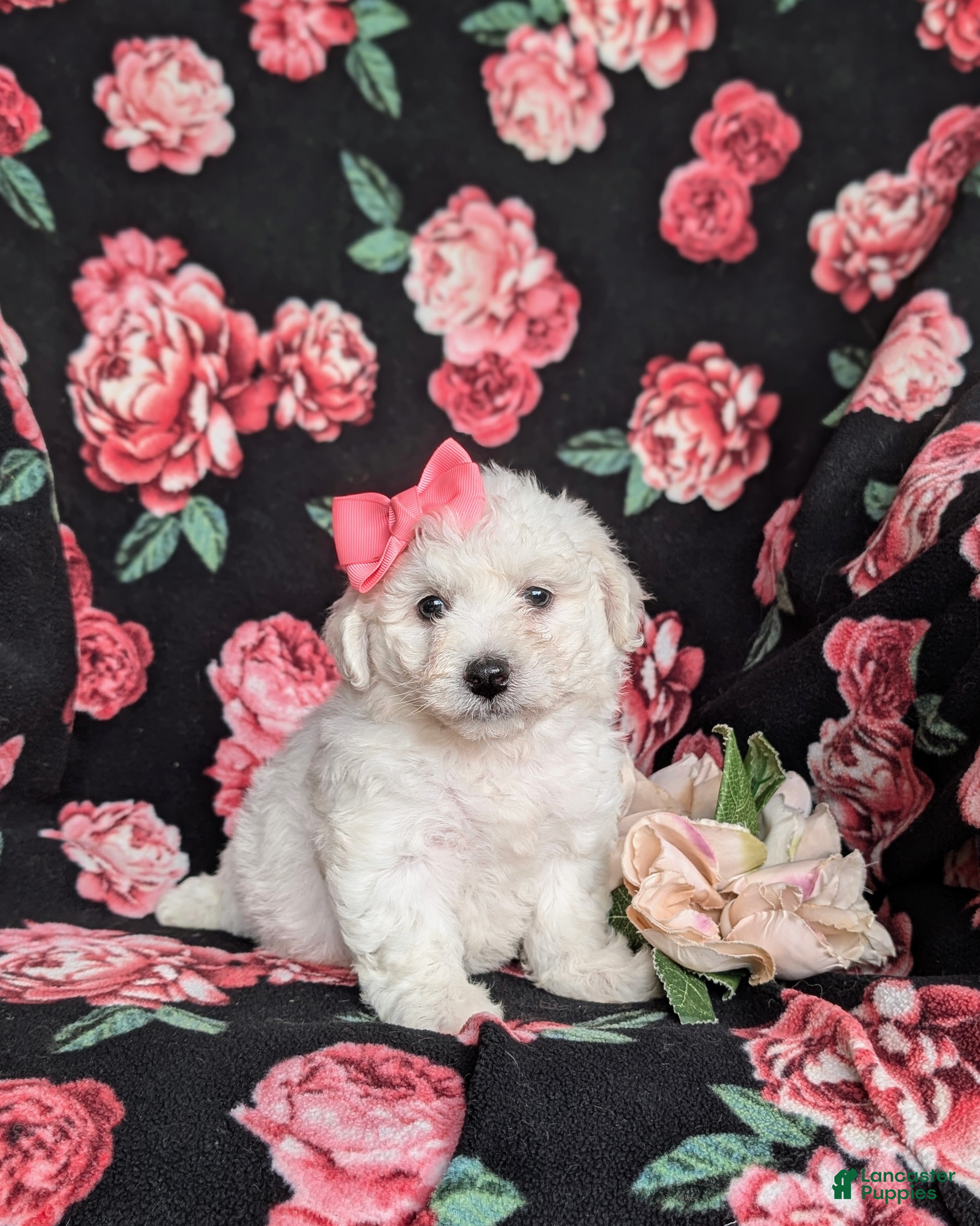 Bichon Frise dogs for sale: Brea - Ad 1