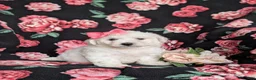 Bichon Frise dogs for sale: Brea - Ad 1