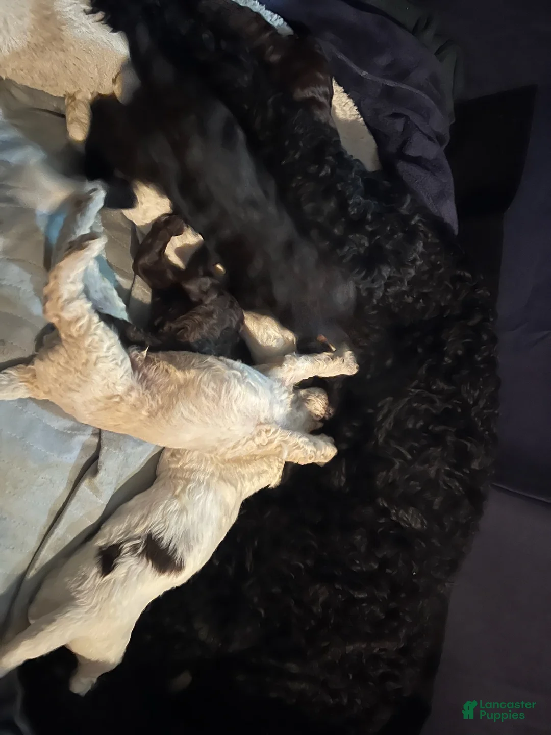 Labradoodle dogs for sale: Chocolate - Ad 11