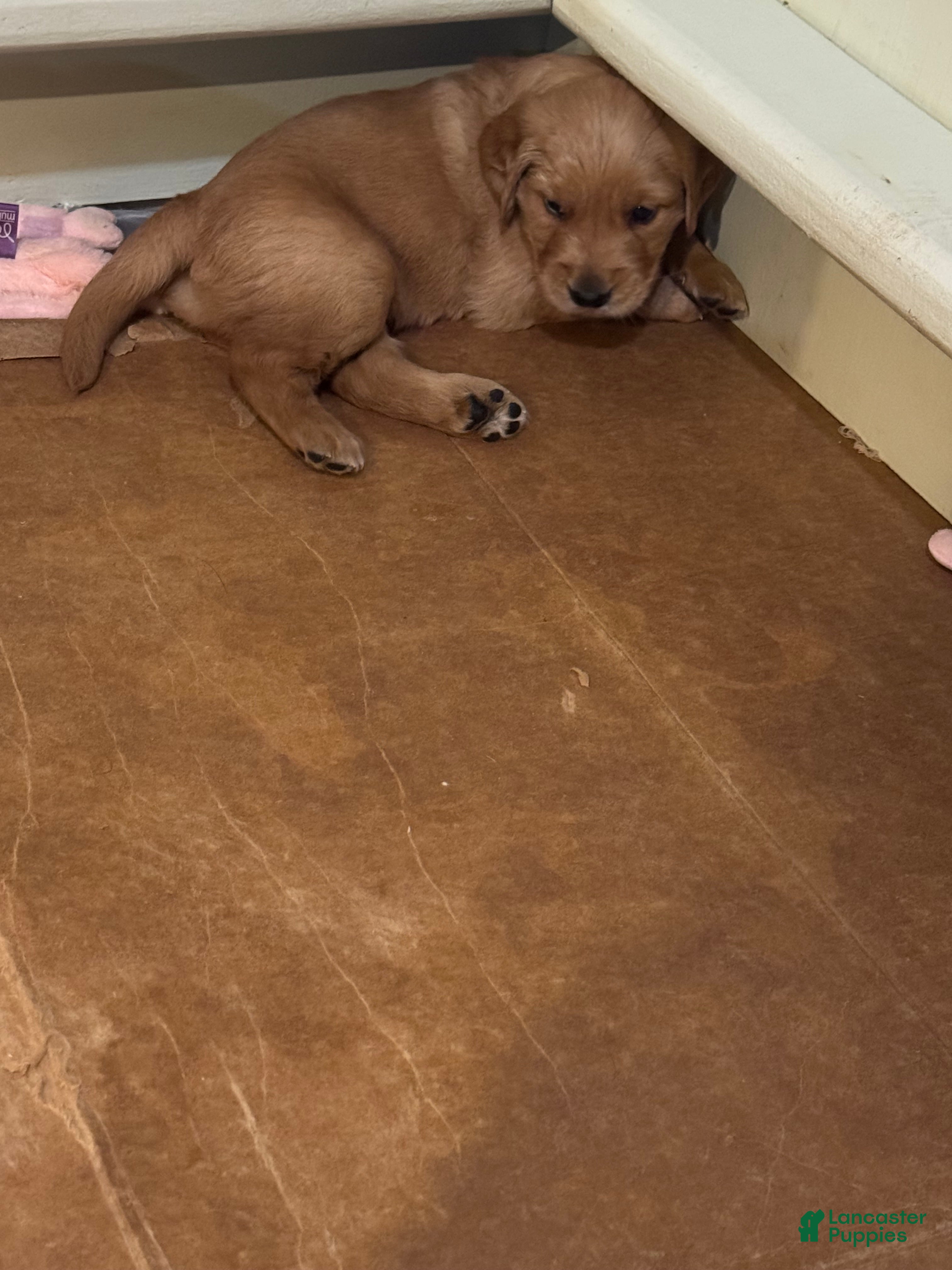 Golden Retriever dogs Golden Retriever Puppy 1 - Ad 15