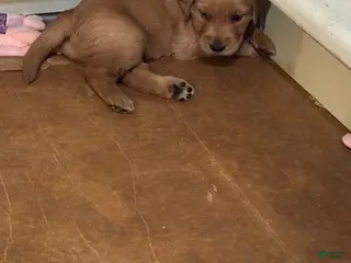 Golden Retriever dogs Golden Retriever Puppy 1 - Ad 15