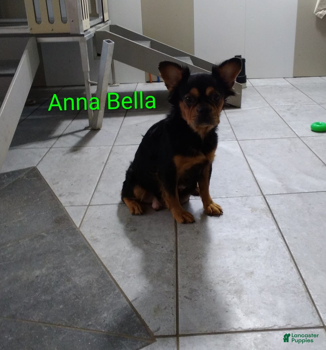 French Bulldog dogs for sale: Morris - Ad 13