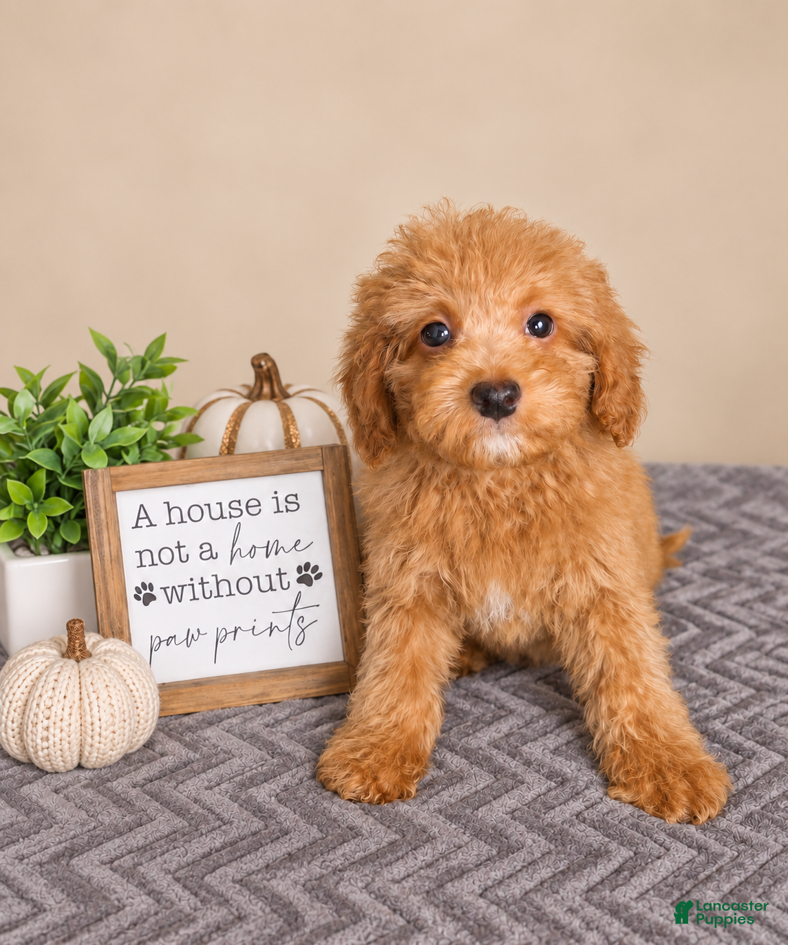 Mini Goldendoodle dogs Gnocchi- Noki - Ad 4