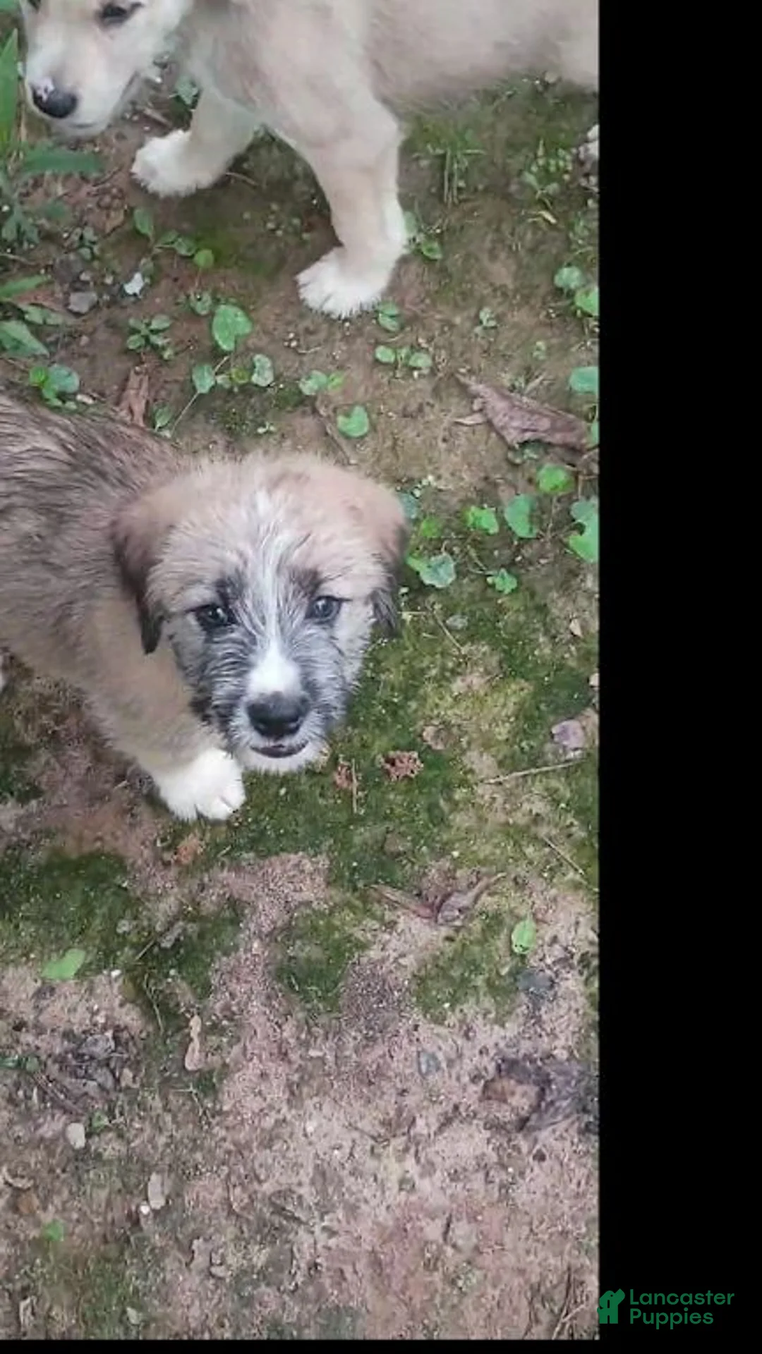 Mixed Breed dogs for sale: RUFFEE - Ad 2