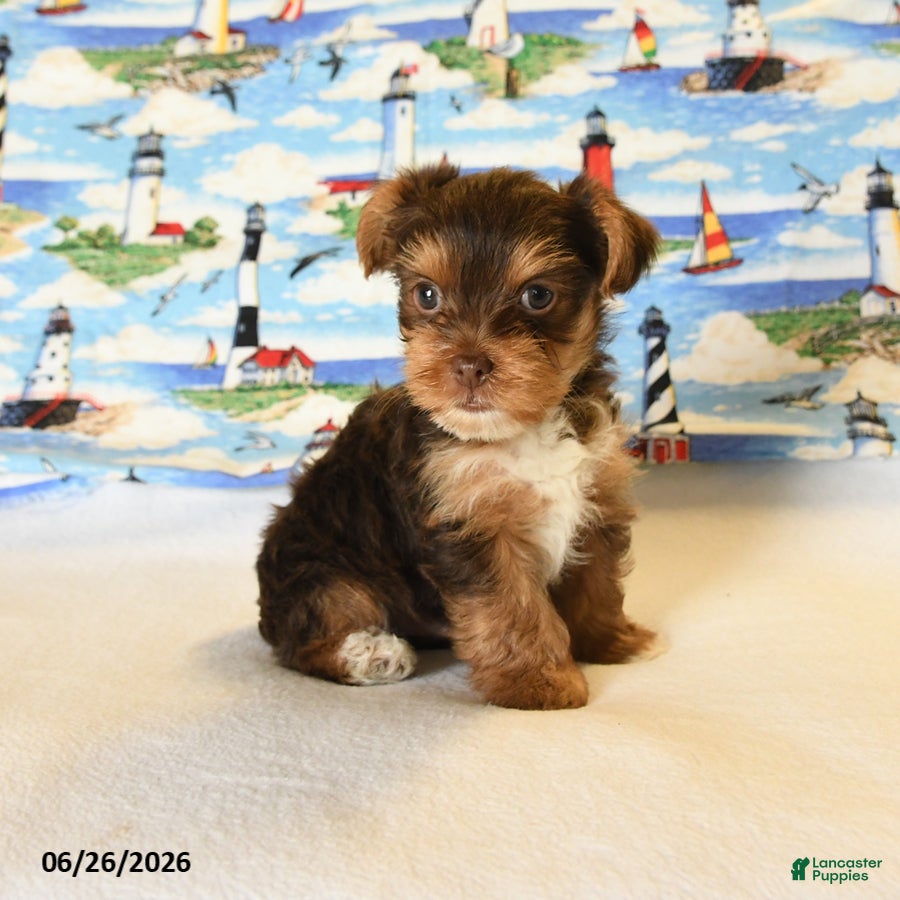 Yorkshire Terrier dogs Mocha - Ad 2