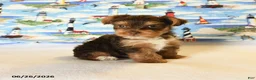Yorkshire Terrier dogs for sale: Mocha - Ad 2
