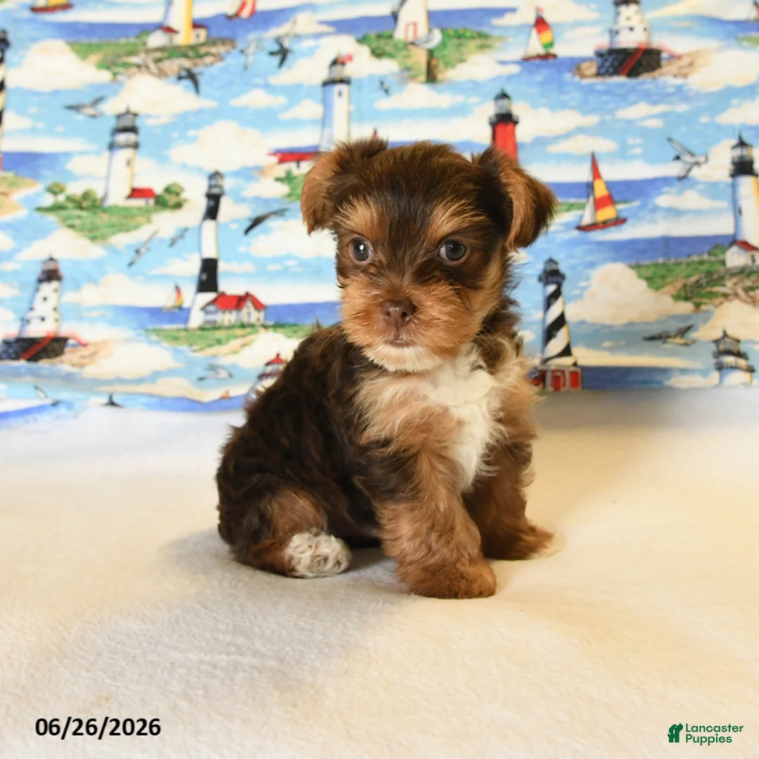 Yorkshire Terrier dogs for sale: Mocha - Ad 2