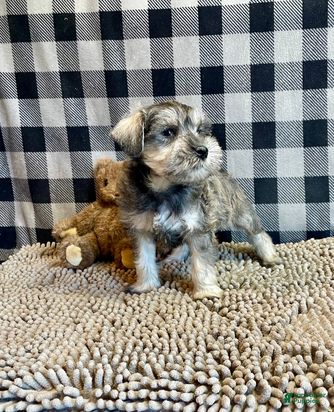 Miniature Schnauzer dogs for sale: Jake - Ad 2