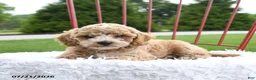 Cockapoo dogs for sale: Delilah - Ad 2