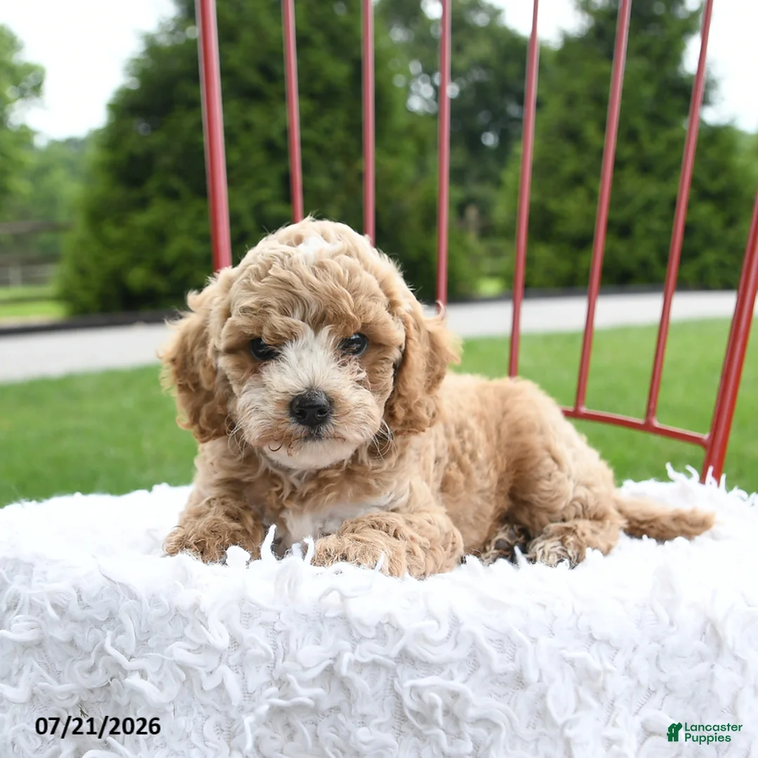 Cockapoo dogs for sale: Delilah - Ad 2