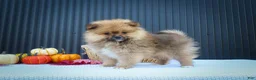 Pomeranian dogs for sale: 🐾 Meet Rambo — A Bouncy Little Ball of Fluff! 🐾 - Ad 1