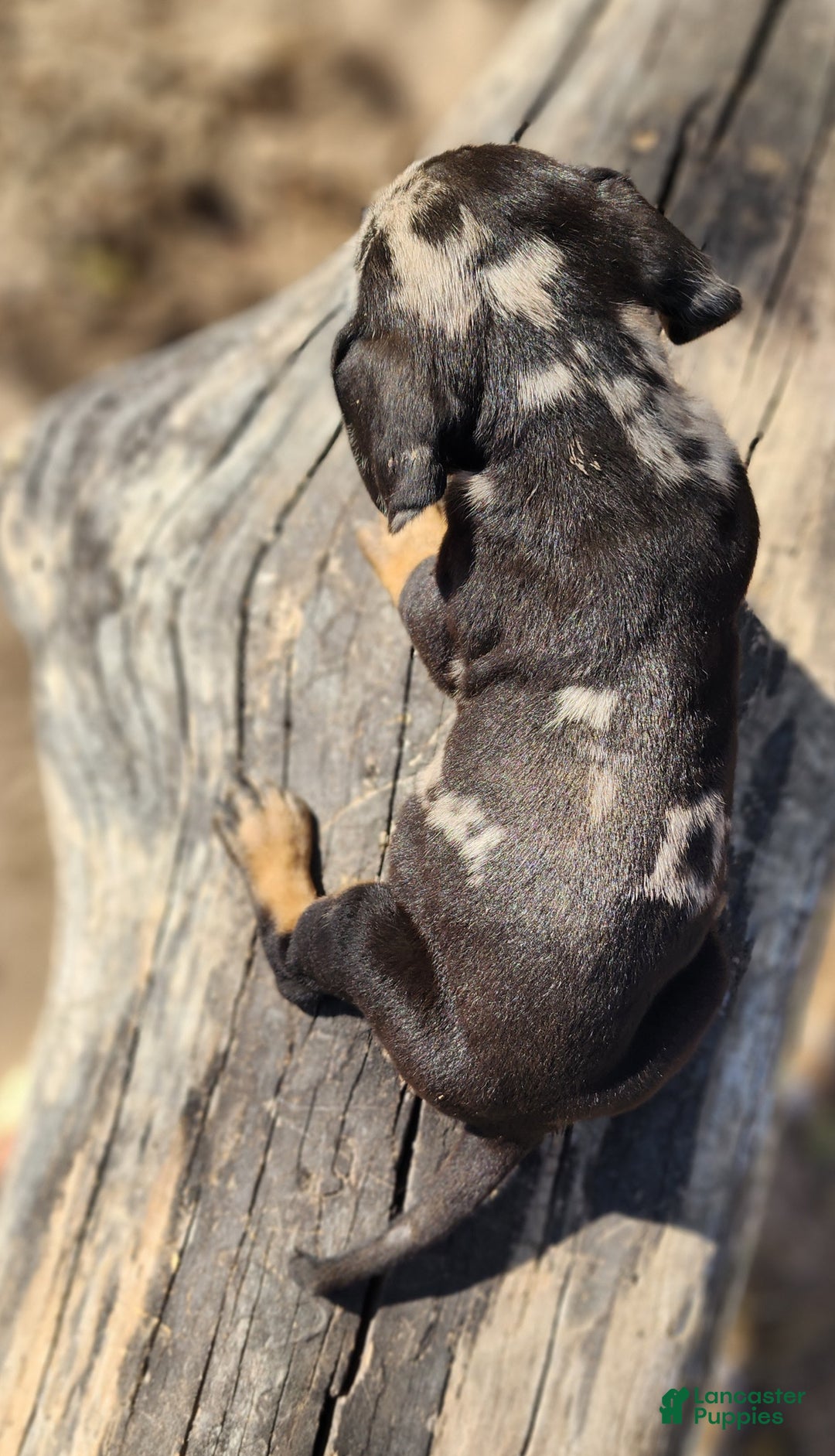 Catahoula Leopard Dog dogs for sale: Houdini 2025 Female 3 - Ad 13