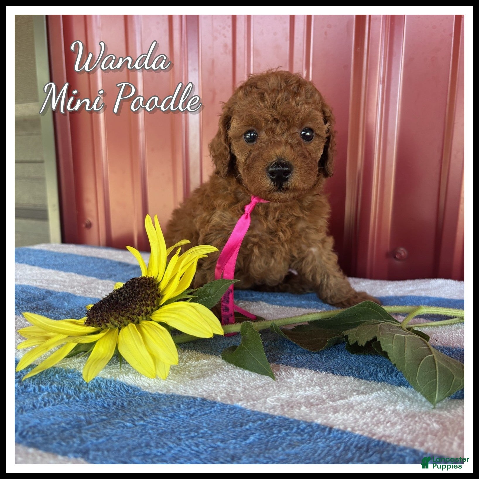Miniature Poodle dogs Wanda - Ad 1