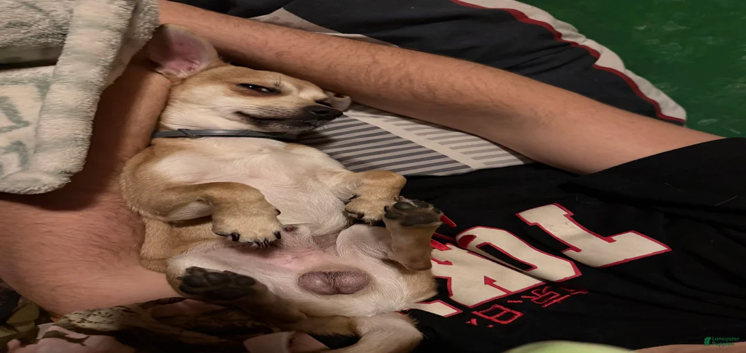 Gallery Image {{count}}