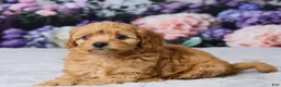 Cavapoo dogs for sale: Layla - Ad 2