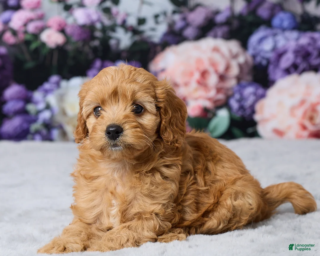 Cavapoo dogs for sale: Layla - Ad 2
